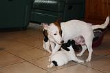 TETER - JACK RUSSEL 115